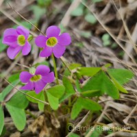 <i>Oxalis latifolia</i>  Kunth